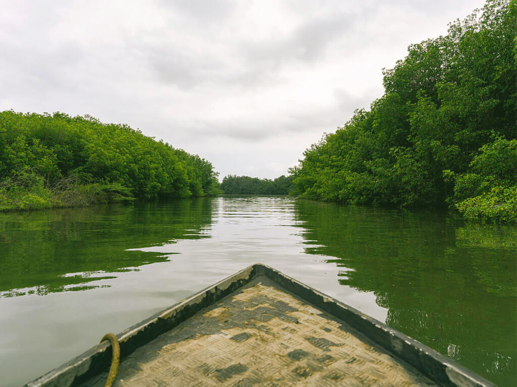 Manglar