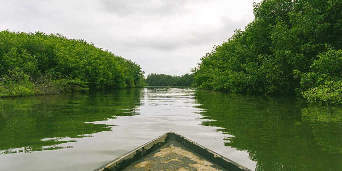 Manglar
