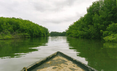 Manglar