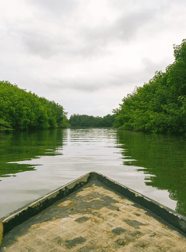 Manglar