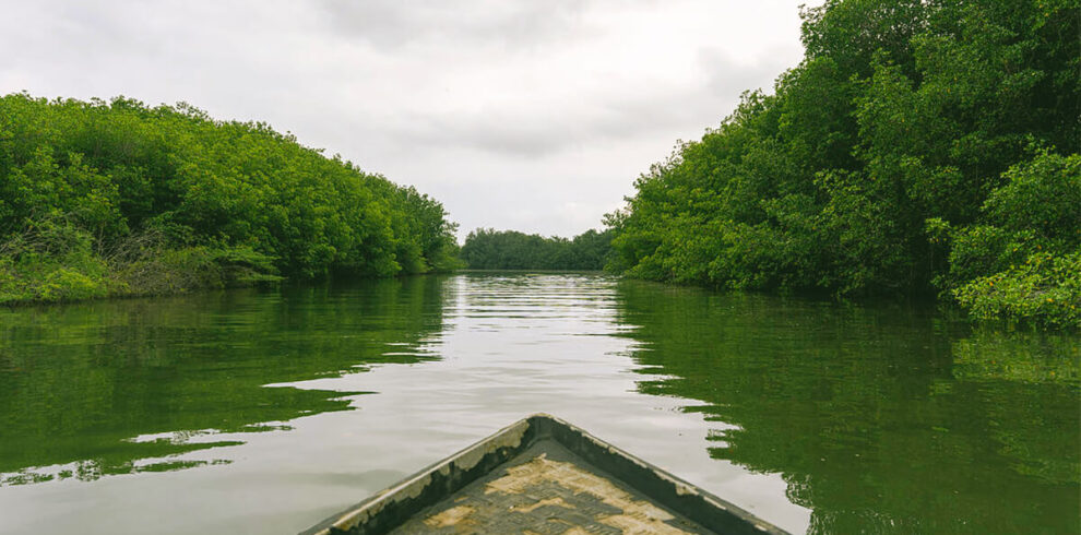 Manglar